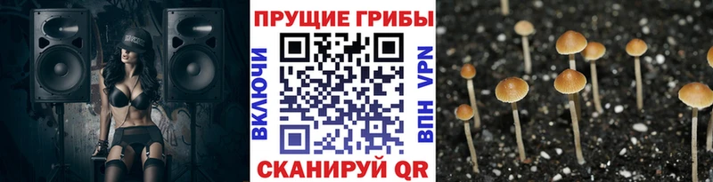 Галлюциногенные грибы Cubensis Эртиль